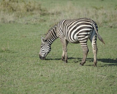 Zebra, Burchell's-011013-Lake Nakuru National Park, Kenya-#2358.jpg
