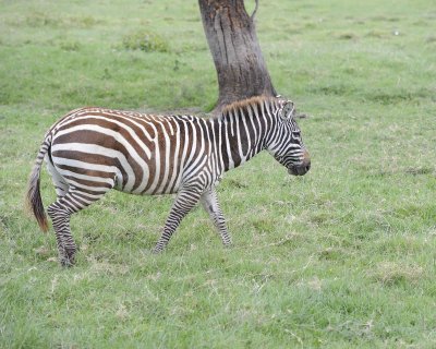 Zebra, Burchell's-011013-Lake Nakuru National Park, Kenya-#4815.jpg