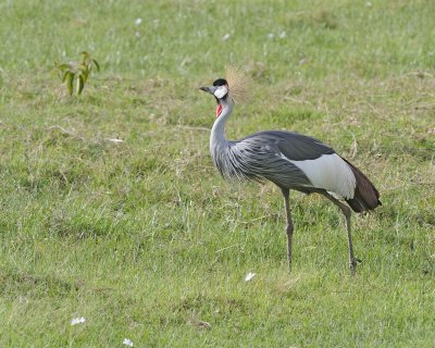 Crane, Grey Crowned-011113-Lake Nakuru National Park, Kenya-#3344.jpg