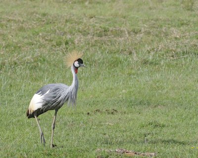 Crane, Grey Crowned-011113-Lake Nakuru National Park, Kenya-#3421.jpg