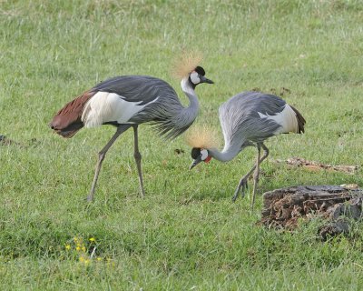 Crane, Grey Crowned-011113-Lake Nakuru National Park, Kenya-#3428.jpg