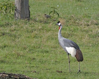 Crane, Grey Crowned-011113-Lake Nakuru National Park, Kenya-#3440.jpg
