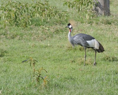 Crane, Grey Crowned-011113-Lake Nakuru National Park, Kenya-#3497.jpg