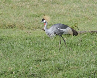 Crane, Grey Crowned-011113-Lake Nakuru National Park, Kenya-#3507.jpg