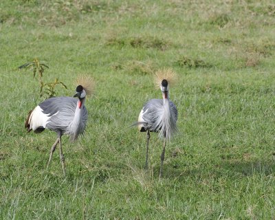 Crane, Grey Crowned-011113-Lake Nakuru National Park, Kenya-#3535.jpg