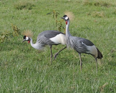 Crane, Grey Crowned-011113-Lake Nakuru National Park, Kenya-#3541.jpg