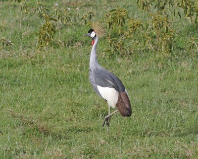 Crane, Grey Crowned-011113-Lake Nakuru National Park, Kenya-#3575.jpg