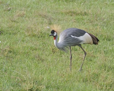 Crane, Grey Crowned-011113-Lake Nakuru National Park, Kenya-#3606.jpg