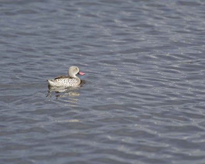 Gallery of Cape Teal Duck