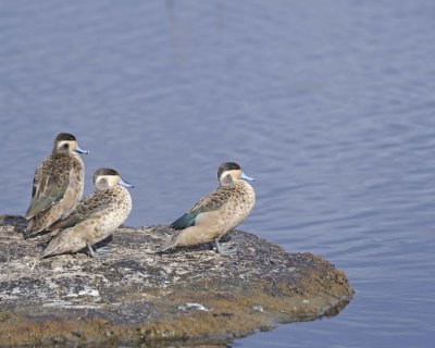 Duck, Hottentot Teal-011113-Lake Nakuru National Park, Kenya-#3007.jpg