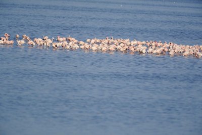 Flamingo, Greater & Lesser-011113-Lake Nakuru National Park, Kenya-#0817.jpg