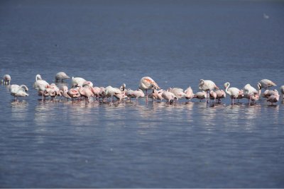 Flamingo, Greater & Lesser-011113-Lake Nakuru National Park, Kenya-#3084.jpg
