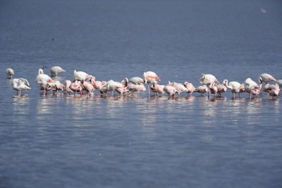 Flamingo, Greater & Lesser-011113-Lake Nakuru National Park, Kenya-#3087.jpg