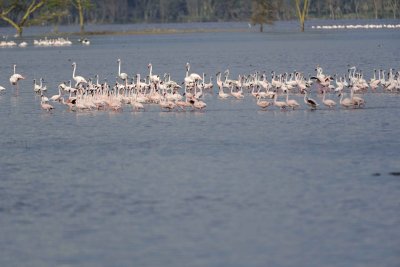 Flamingo, Greater & Lesser-011113-Lake Nakuru National Park, Kenya-#3272.jpg