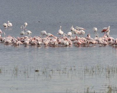 Flamingo, Greater & Lesser-011113-Lake Nakuru National Park, Kenya-#3651.jpg