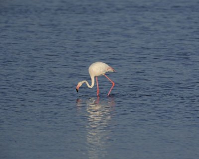 Flamingo, Greater-011113-Lake Nakuru National Park, Kenya-#0664.jpg