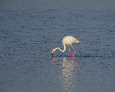 Flamingo, Greater-011113-Lake Nakuru National Park, Kenya-#0689.jpg