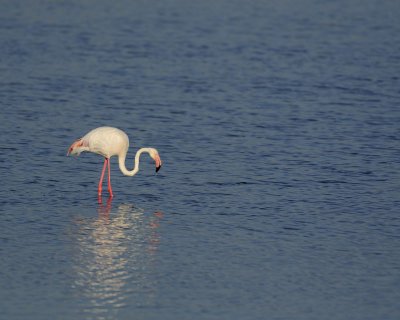 Flamingo, Greater-011113-Lake Nakuru National Park, Kenya-#0698.jpg