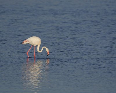 Flamingo, Greater-011113-Lake Nakuru National Park, Kenya-#0704.jpg