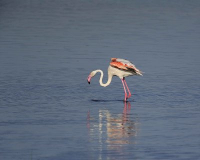 Flamingo, Greater-011113-Lake Nakuru National Park, Kenya-#1204.jpg