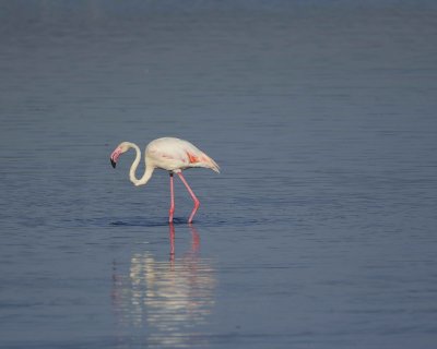 Flamingo, Greater-011113-Lake Nakuru National Park, Kenya-#1215.jpg