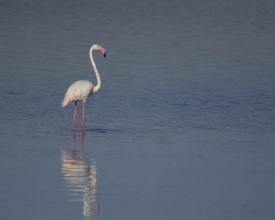 Flamingo, Greater-011113-Lake Nakuru National Park, Kenya-#1289.jpg