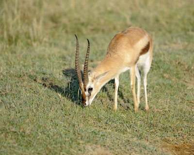 Gazelle, Thomson's-011113-Lake Nakuru National Park, Kenya-#0359.jpg