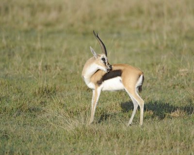 Gazelle, Thomsons-011113-Lake Nakuru National Park, Kenya-#0376.jpg