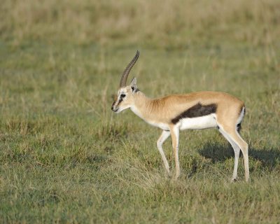 Gazelle, Thomson's-011113-Lake Nakuru National Park, Kenya-#0383.jpg