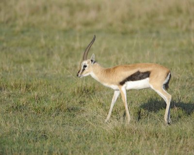 Gazelle, Thomson's-011113-Lake Nakuru National Park, Kenya-#0384.jpg