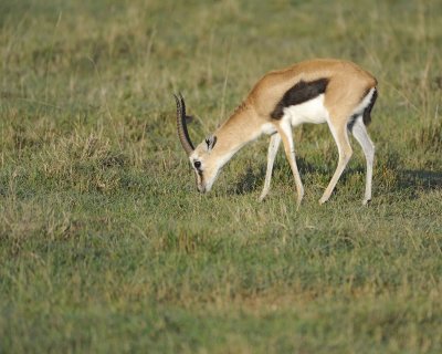 Gazelle, Thomson's-011113-Lake Nakuru National Park, Kenya-#0387.jpg