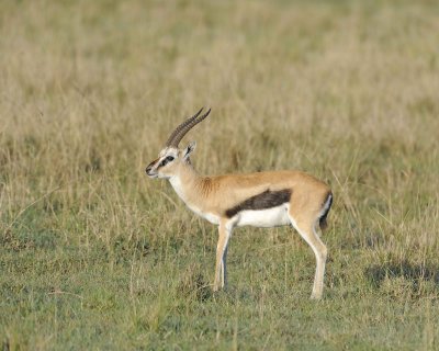 Gazelle, Thomson's-011113-Lake Nakuru National Park, Kenya-#0401.jpg