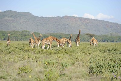 Giraffe, Rothschild's, Herd-011113-Lake Nakuru National Park, Kenya-#2355.jpg