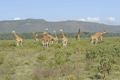 Giraffe, Rothschild's, Herd-011113-Lake Nakuru National Park, Kenya-#2366.jpg
