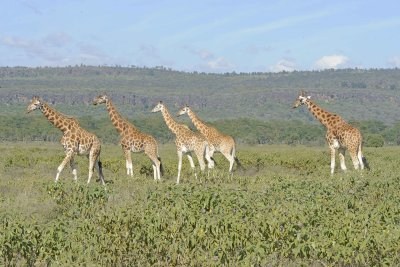 Giraffe, Rothschild's, Herd-011113-Lake Nakuru National Park, Kenya-#2372.jpg