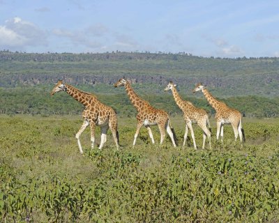 Giraffe, Rothschild's, Herd-011113-Lake Nakuru National Park, Kenya-#2373.jpg