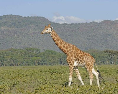 Gallery of  Rothschild's Giraffe