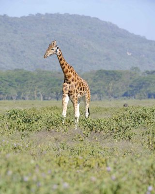 Giraffe, Rothschild's-011113-Lake Nakuru National Park, Kenya-#2434.jpg