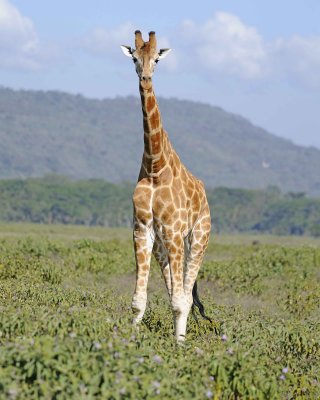 Giraffe, Rothschild's-011113-Lake Nakuru National Park, Kenya-#2439.jpg
