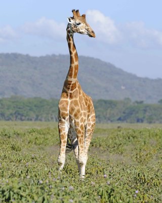 Giraffe, Rothschild's-011113-Lake Nakuru National Park, Kenya-#2460.jpg
