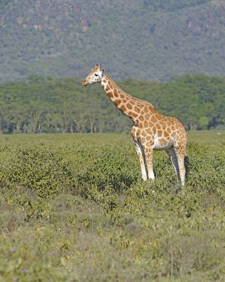 Giraffe, Rothschild's-011113-Lake Nakuru National Park, Kenya-#2462.jpg