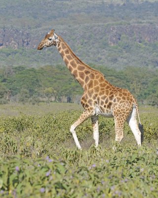 Giraffe, Rothschild's-011113-Lake Nakuru National Park, Kenya-#2483.jpg