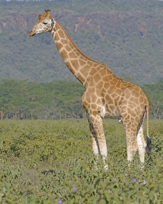 Giraffe, Rothschild's-011113-Lake Nakuru National Park, Kenya-#2532.jpg