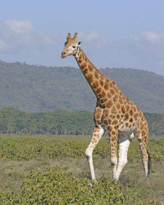 Giraffe, Rothschild's-011113-Lake Nakuru National Park, Kenya-#2580.jpg
