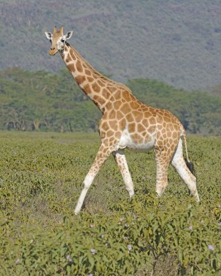 Giraffe, Rothschild's-011113-Lake Nakuru National Park, Kenya-#2609.jpg