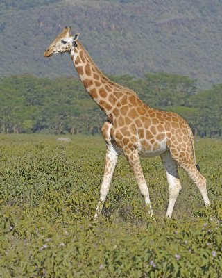 Giraffe, Rothschild's-011113-Lake Nakuru National Park, Kenya-#2612.jpg