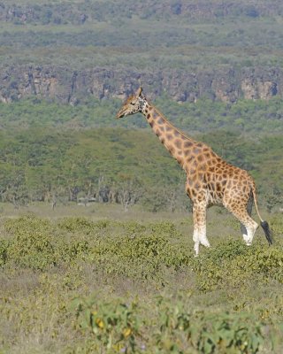 Giraffe, Rothschild's-011113-Lake Nakuru National Park, Kenya-#2643.jpg