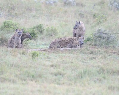 Hyena, Spotted-011113-Lake Nakuru National Park, Kenya-#0011.jpg