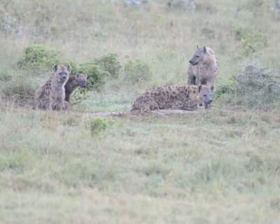 Hyena, Spotted-011113-Lake Nakuru National Park, Kenya-#0013.jpg