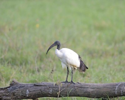 Ibis, Sacred-011113-Lake Nakuru National Park, Kenya-#4123.jpg